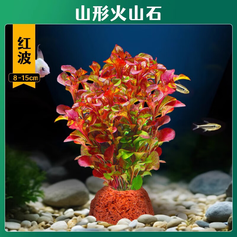 淘样儿火山石水草植物鱼缸造景专用水培阴性蜈蚣草绿菊真草增氧绿植摆件 【火山石】红波【限时冲量】
