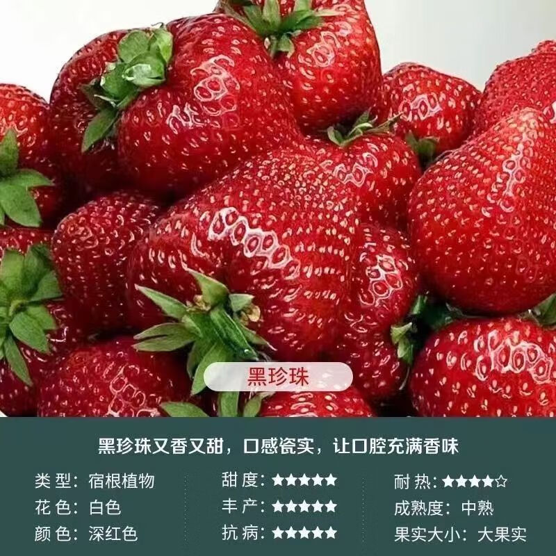 四季奶油草莓苗新品种大果黑珍珠白雪秧苗阳台盆地栽食用大草莓苗 黑