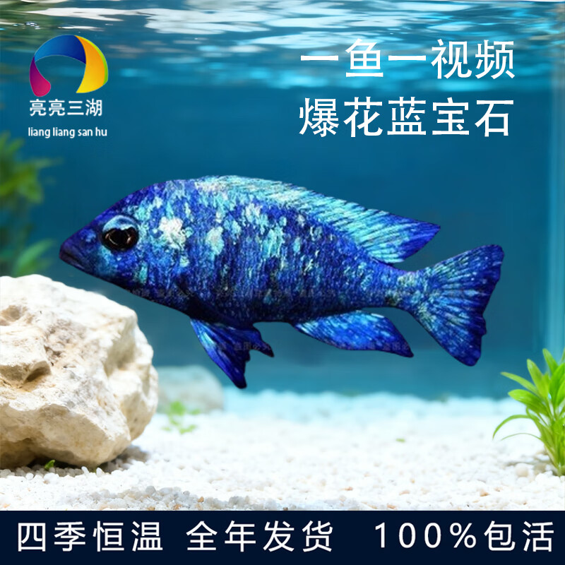 活体合集马鲷观赏热带淡水鱼耐活慈鲷活体自来水 爆花蓝宝石10