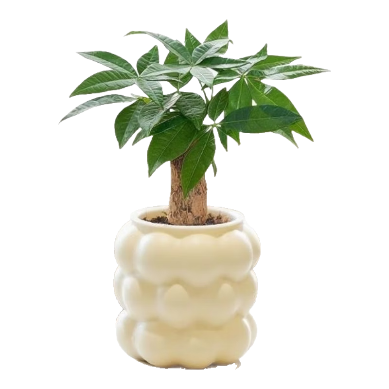 ������������ֲ���ڿ������澻����������ڼ����˺�������ֲ�� ���˷�����+����������֬��