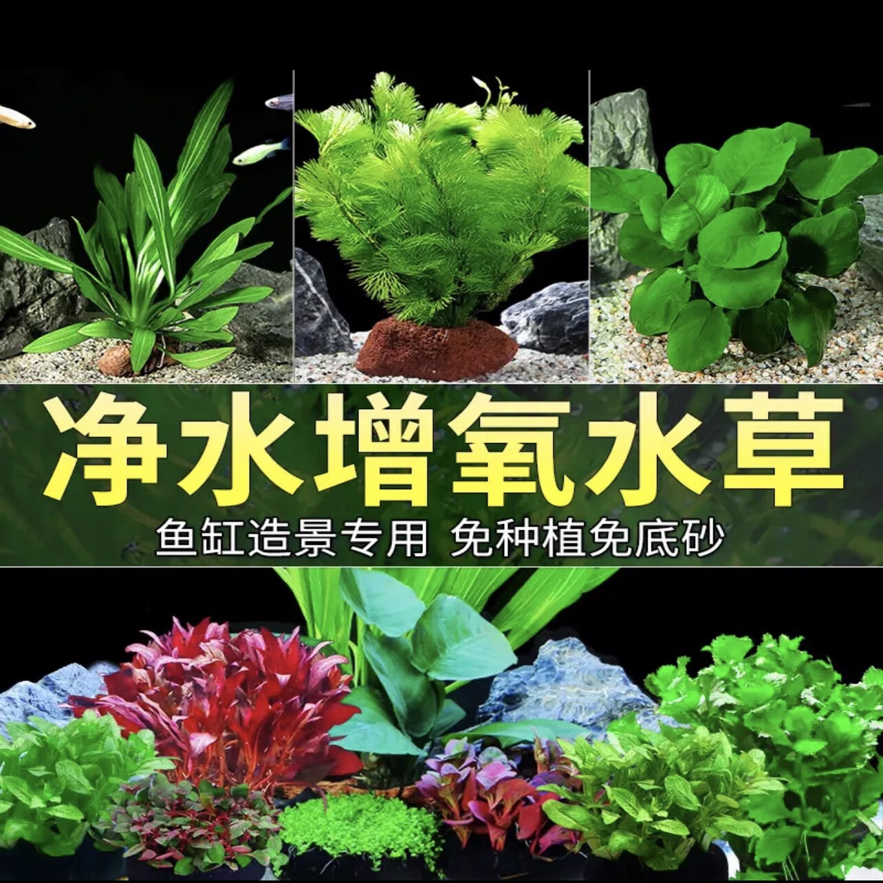 宠小侠水草植物鱼缸真草造景生态全套摆件养鱼增氧铺底阴性水培净化绿植 8杯随机红搭绿草【送种植环】