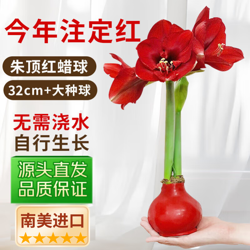 IAM City Farmer鸿运当头蜡封朱顶红32cm进口大种球圣诞好礼不用浇水源头直发包邮