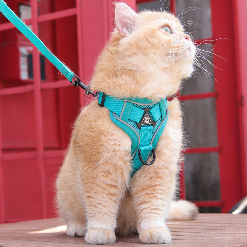 �����è��ǣ��������ʽ�����ر���������è��͸�������ر�������èǣ�� ����ɫ M 25.73Ԫ