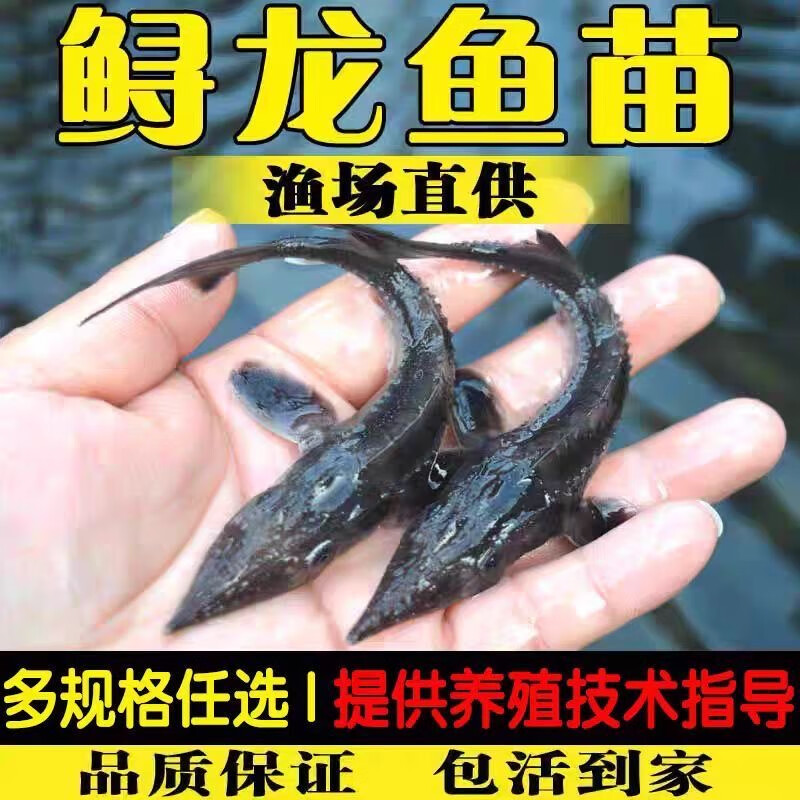 鲟鱼苗鲟龙软骨鱼尖嘴鲟鱼苗中华龙鱼苗大体型淡水冷水养殖食用鱼 鲟鱼11-13厘米90条送10条路损