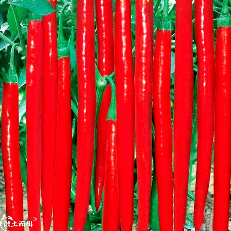 神禾摘不败美人椒辣椒树种子苗种苗春季蔬菜苗 美人椒种子 50粒 肉厚