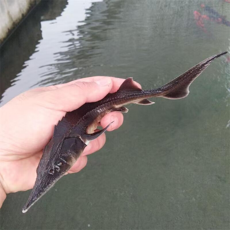 鲟鱼苗鲟龙软骨鱼尖嘴鲟鱼苗中华龙鱼苗大体型淡水冷水养殖食用鱼 鲟鱼11-13厘米90条送10条路损