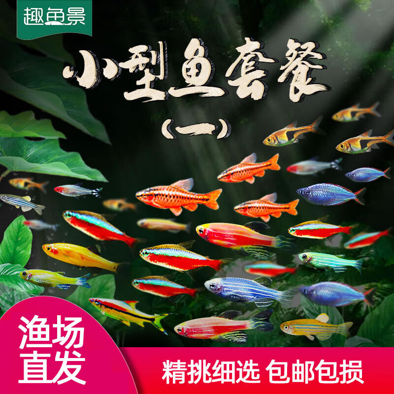 热带观赏活鱼好养宝莲灯斑马淡水金鱼苗天使孔雀小型红绿灯科小鱼 [满58元升级顺丰]默认中通圆