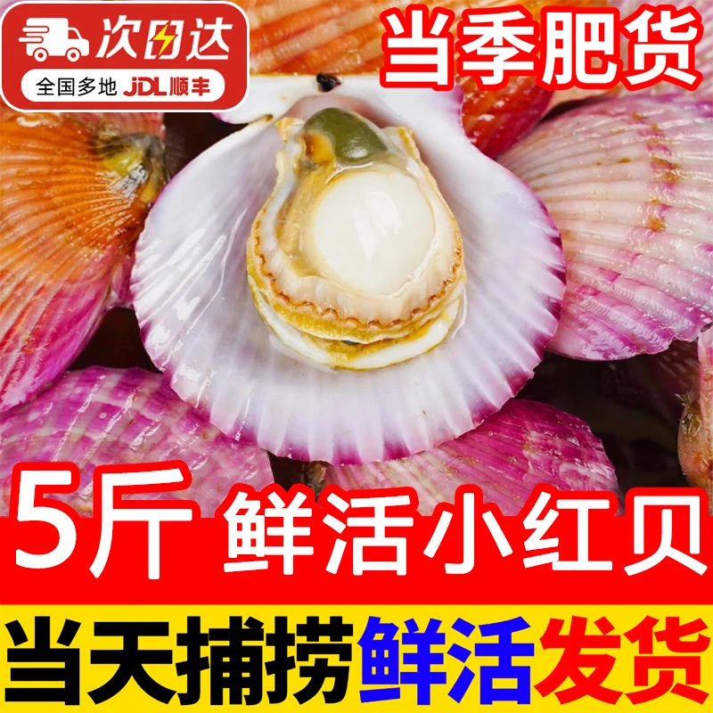 百鲜洽【时令上新】小红贝鲜活大扇贝特大号新鲜水产带壳贝类聚会烧烤 精选大号小红贝 净重5斤(约10-16个/斤)