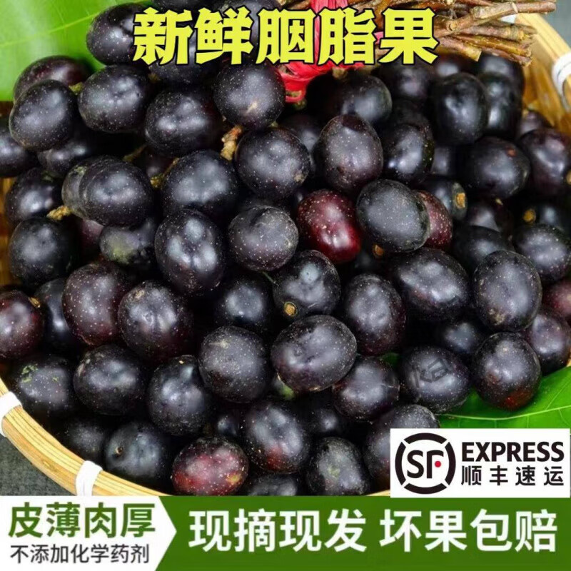 果农侠新鲜胭脂果山李子鬼眼睛果云南德宏野生新鲜水果酸酸果孕妇顺丰