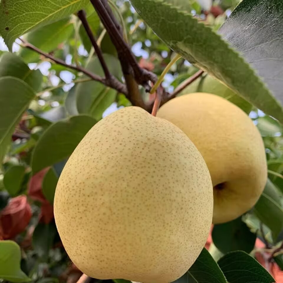 绿熊庄园山西贡梨果冰糖蜜梨农家果园新鲜采摘酥脆多汁应季现发孕妇水果 大果净重4.5斤【单果200g往上】