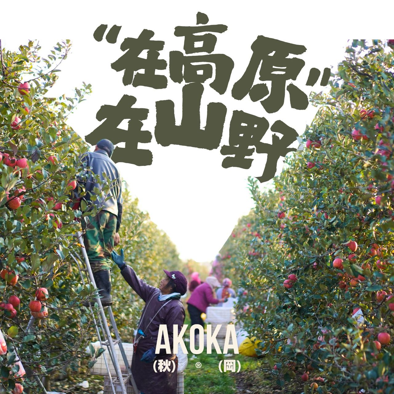 洛川高原秋冈苹果EV 花蜜甜香品种来自"世界第一"+"昂林"年货礼盒 严选中大果【4.5斤家庭分享装】9-12 枚 | 顺丰锁鲜