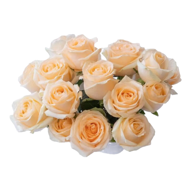 【玫瑰花】特价云南鲜花七夕节礼物鲜切花束水养插花混搭送人1 香槟玫瑰10枝