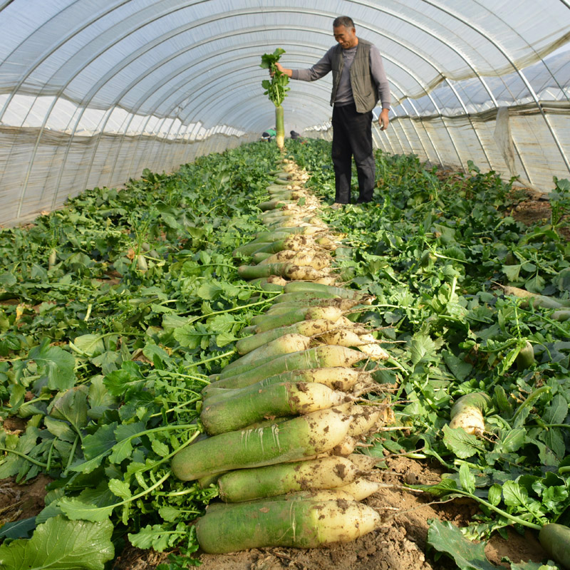 农大姐妹【顺丰】山东潍坊水果萝卜 潍县萝卜 产地直发礼品盒脆甜微辣爽口 9斤礼盒