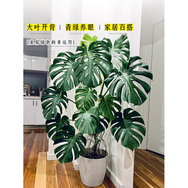 GOODFRU龟背竹客厅大盆栽室内客厅大叶老桩植物电视柜旁边大型绿植落地 主图同款精品A+级大叶提根龟背竹1-1.3米【印象