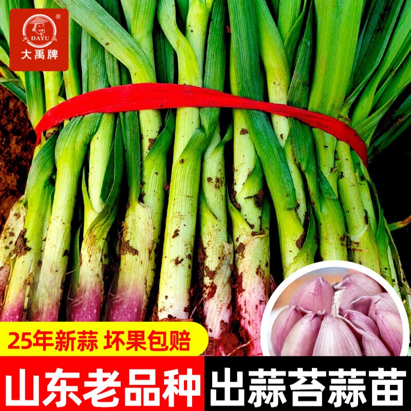 ����ɽ����Ƥ���������������ͷ����{��Ƥ����̦������ͷ�����챾�� �Ϻ�Ƥ��������500g����̦���� 23.22Ԫ��2��(��11.61Ԫ/��)