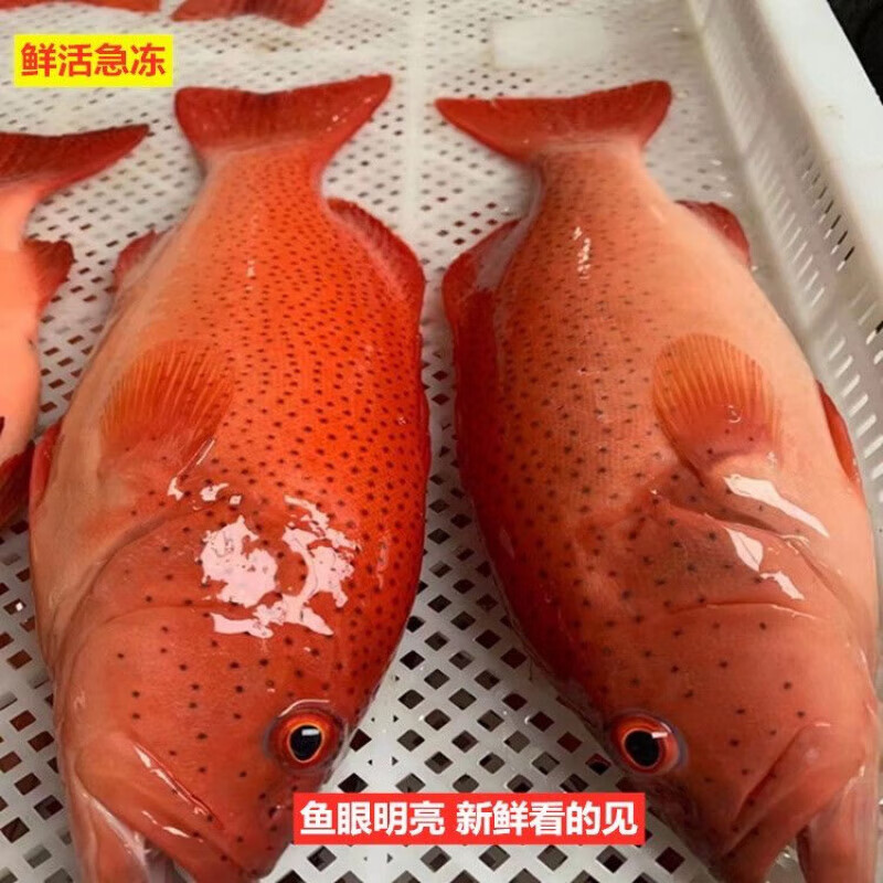 ǰ���������ǰ��� ʯ����Ұ�������ʻ��䶳��������������������  �������ǰ�400-500�� 116.8Ԫ