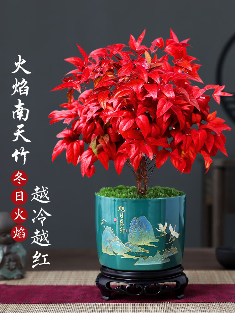 绿有意火焰南天竹盆栽红叶绿植中式禅意四季观叶桌面花卉好养耐寒植物 火焰南天竹（树脂甜甜圈盆）送肥料 耐寒好养