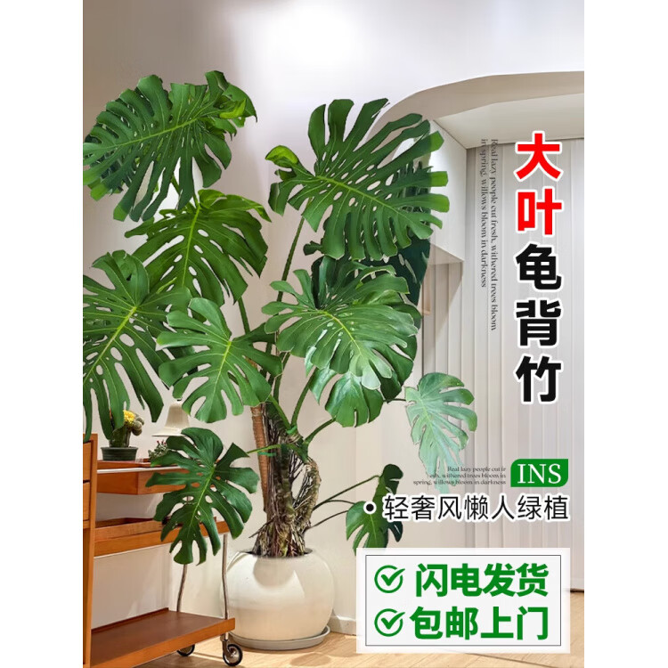 GOODFRU龟背竹客厅大盆栽室内客厅大叶老桩植物电视柜旁边大型绿植落地 主图同款精品A+级大叶提根龟背竹1-1.3米【印象