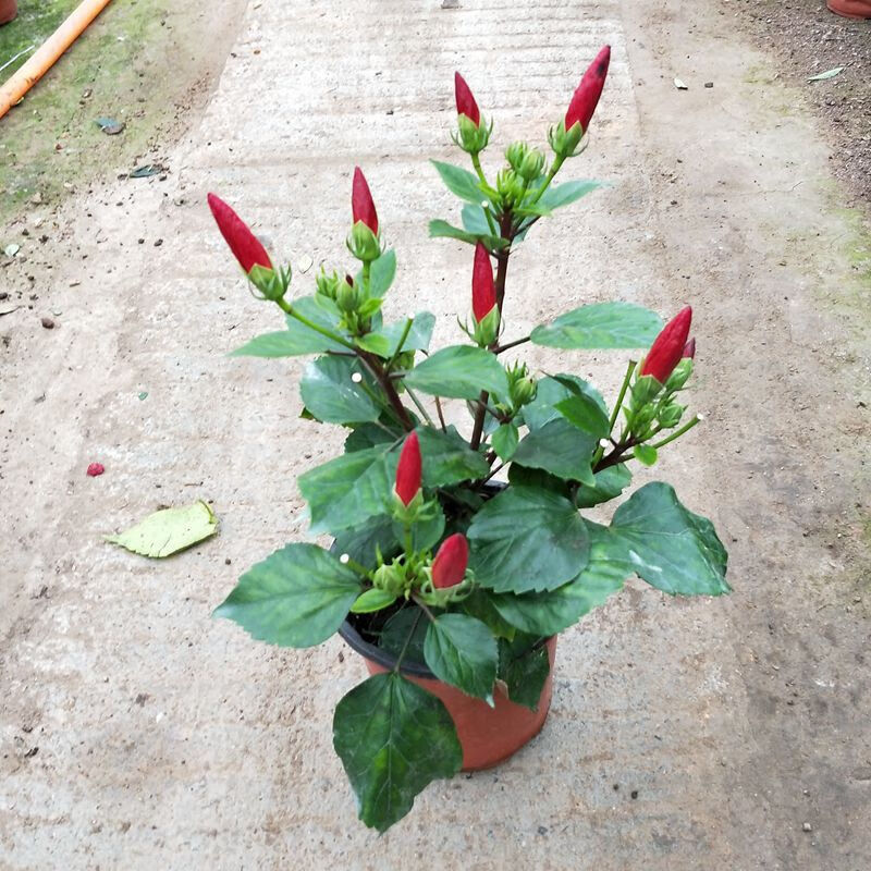 粉色扶桑 红色扶桑 黄色扶桑 扶桑花盆栽重瓣四季绿植朱槿牡丹芙蓉花