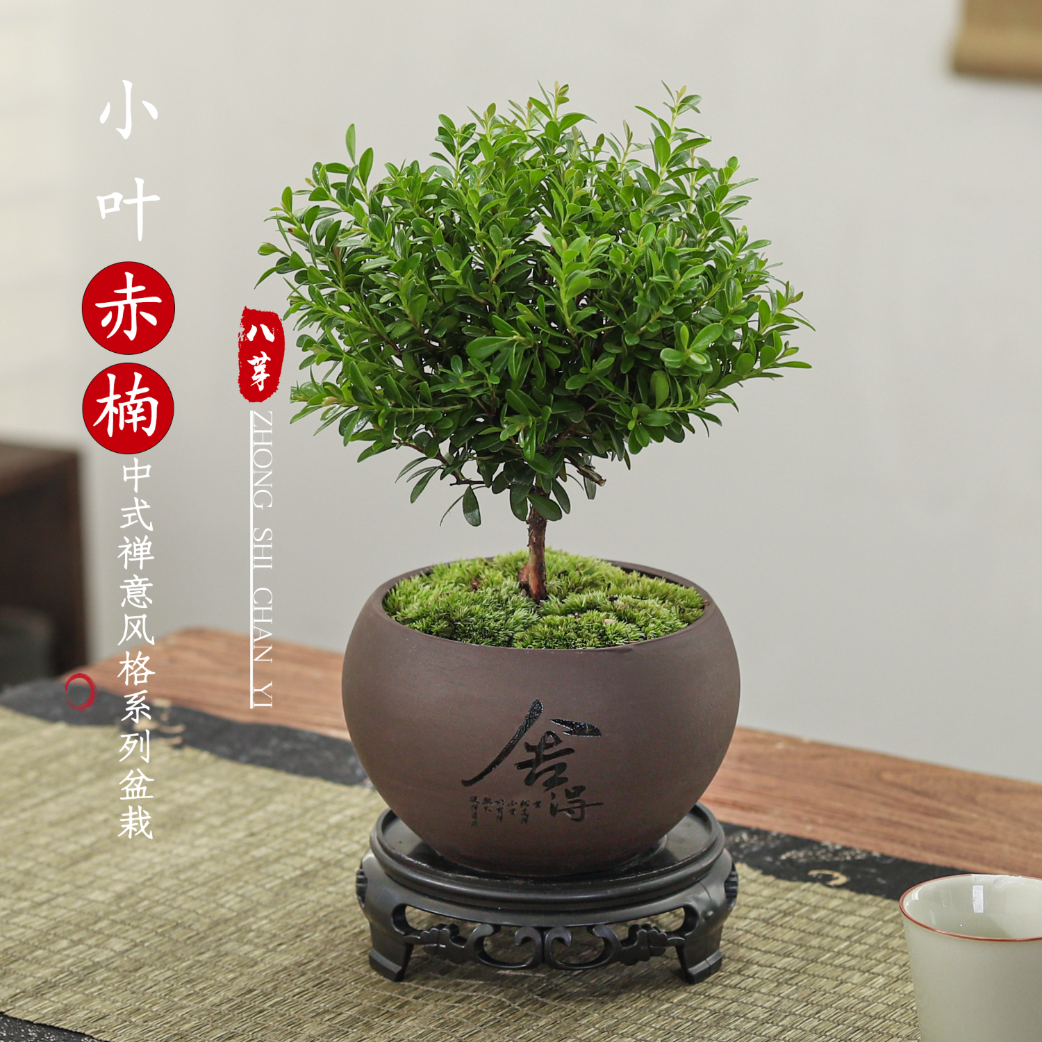 八芽 小叶赤楠盆景摆件室内绿植花卉盆栽老桩客厅办公室桌面好养植物 （【热销款】舍得紫砂盆赤楠+苔藓+底座）
