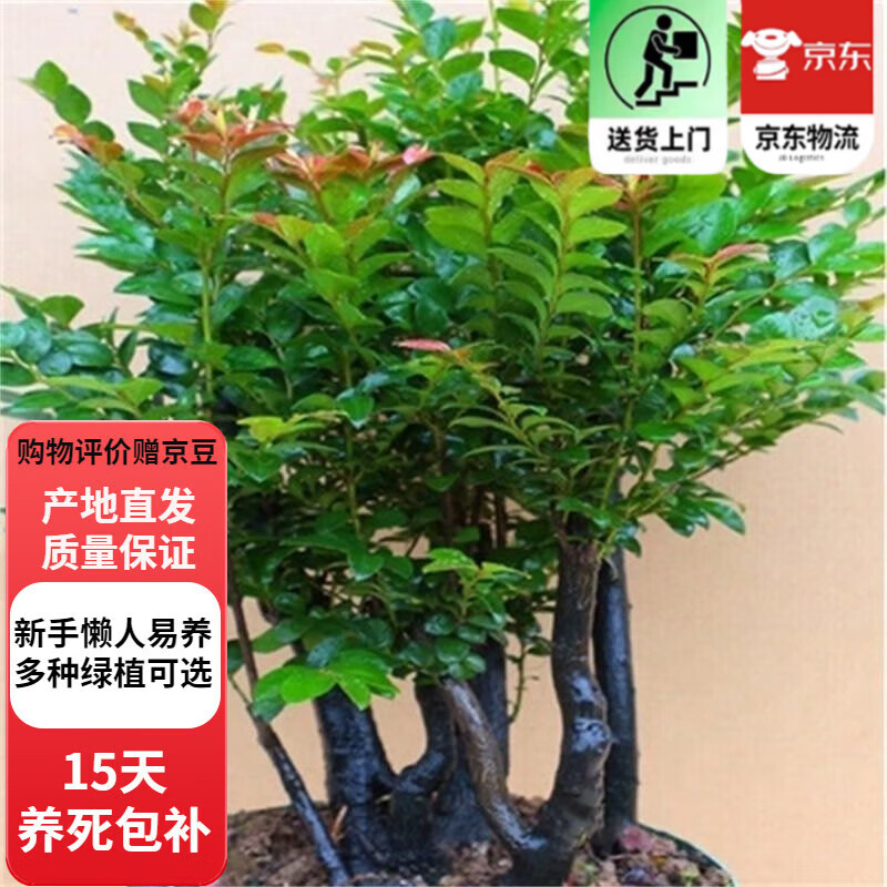 歐芽小葉紫檀盆景樹苗紫檀樹樁室內(nèi)陽臺盆栽花卉綠植植物z6 樁形 高30厘米 一盆3棵