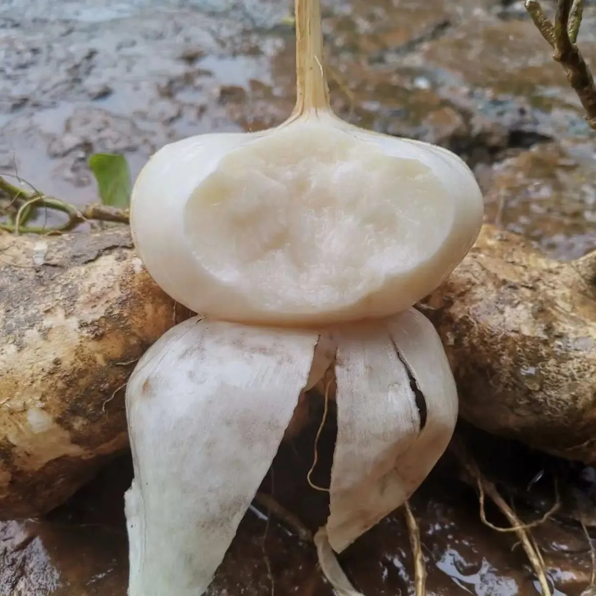 贵州新鲜地萝卜凉薯脆微甜沙葛土瓜水果现挖农家自产白地瓜即食 9斤小果