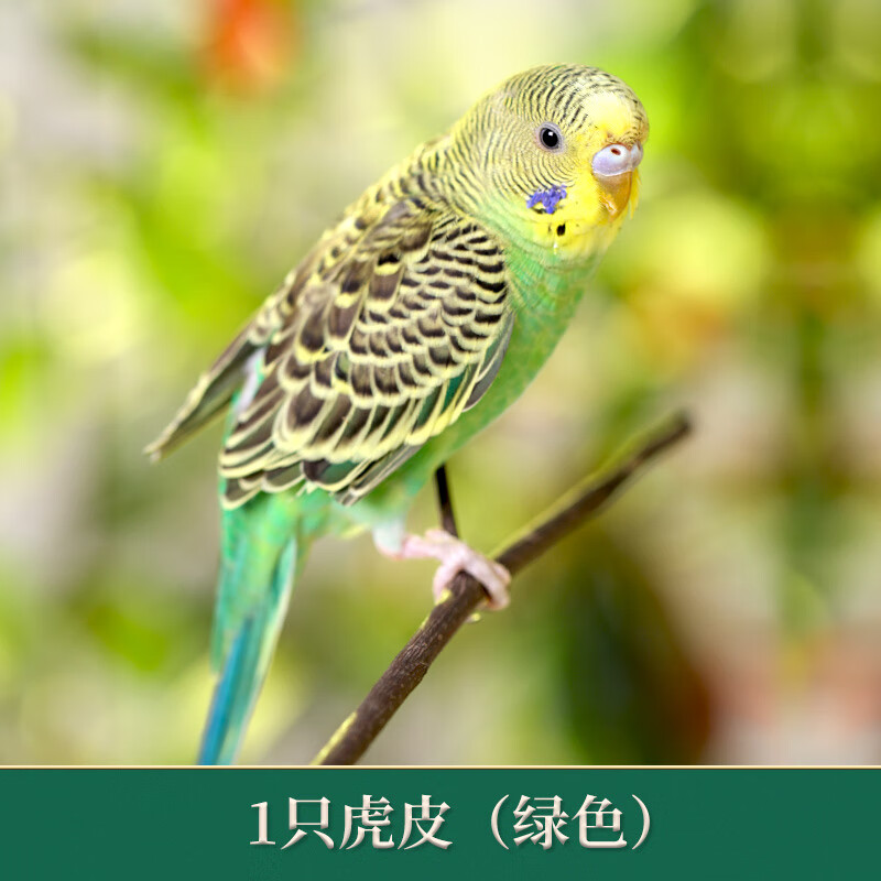 虎皮鹦鹉活鸟手养观赏小宠物会说话的真活体好养宠物雏鸟稀有活物 绿