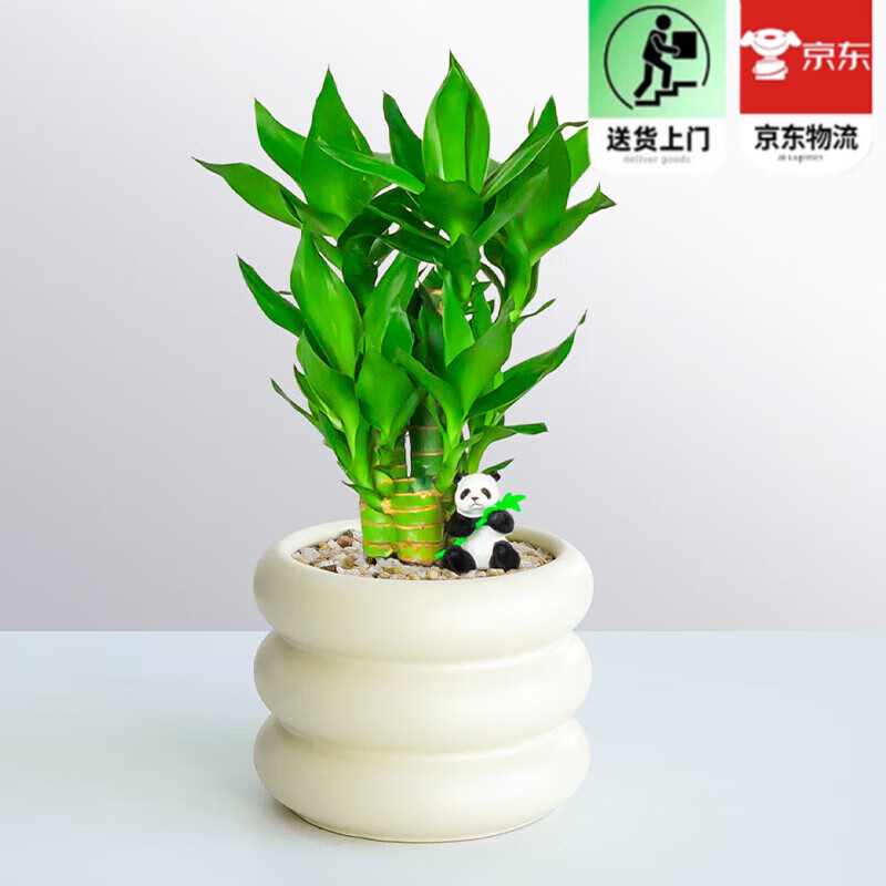 ŷѿ  Ĳ񲽲ڿլֲֲ辰 (3)+èڼ+Ȧ֬  9.9Ԫ