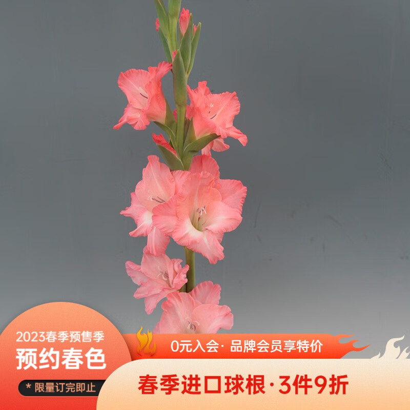 京东看种球最低价|种球价格走势