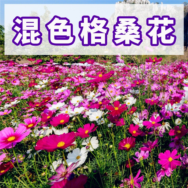 格桑花种子庭院开花室外花卉百日草花籽野花组合花种籽子 混色格桑花