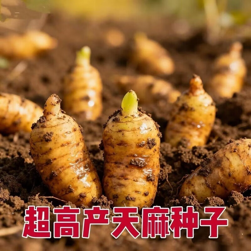 名贵中药材】天麻种子好种植秋冬种植高产蔬菜种高发芽率种植-WZN 名贵稀有中药材种【天麻种子】 薪籽：高芽率+耐旱耐寒【198粒】简单易种z