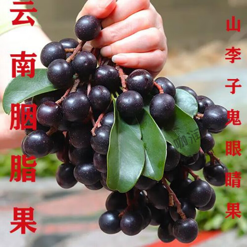 果农侠胭脂果山李子鬼眼睛果云南德宏野生新鲜水果酸酸果孕妇带杆500