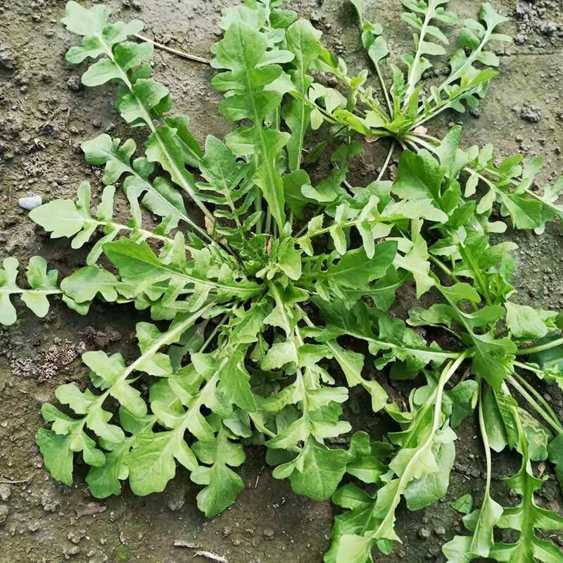 花沃里蔬菜种子大全耐热耐寒生菜菠菜豌豆尖香葱香菜樱桃萝卜鸡毛菜荠菜 荠菜种子约9.9g*3包共30g