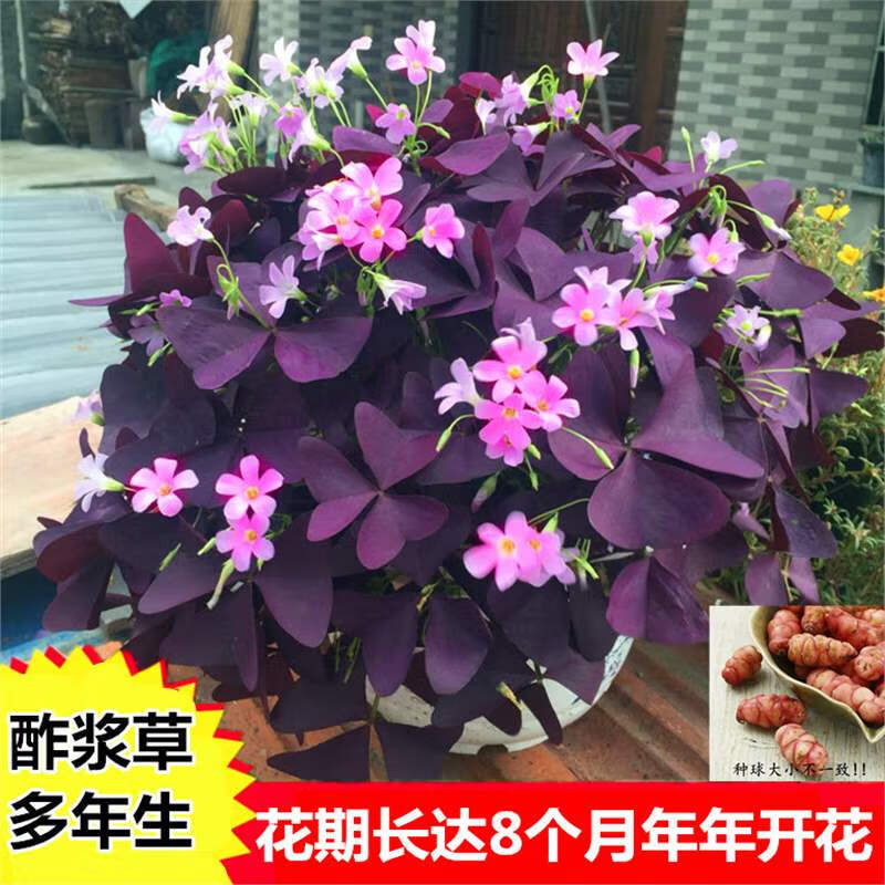 觅风紫叶酢浆草多年生幸运三叶种球种子根盆栽庭院花卉观花植物室内花 紫叶酢浆草种球50个+5包肥（种2平方）