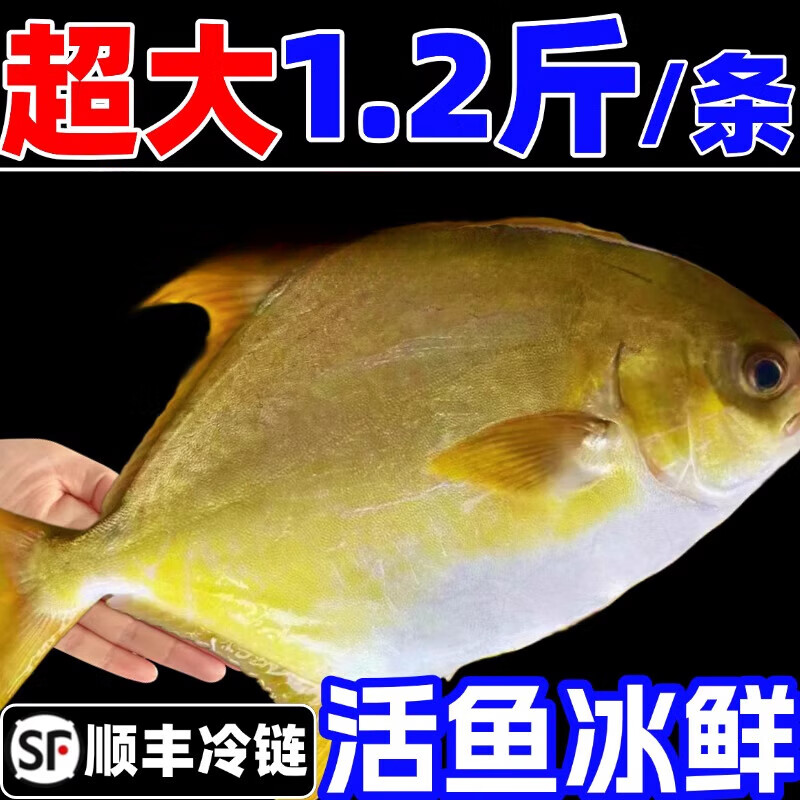 胖东来同款南海金鲳鱼新货超大金昌鱼鲜活新鲜冷冻平鳊鲳鱼镜鱼湛 2条