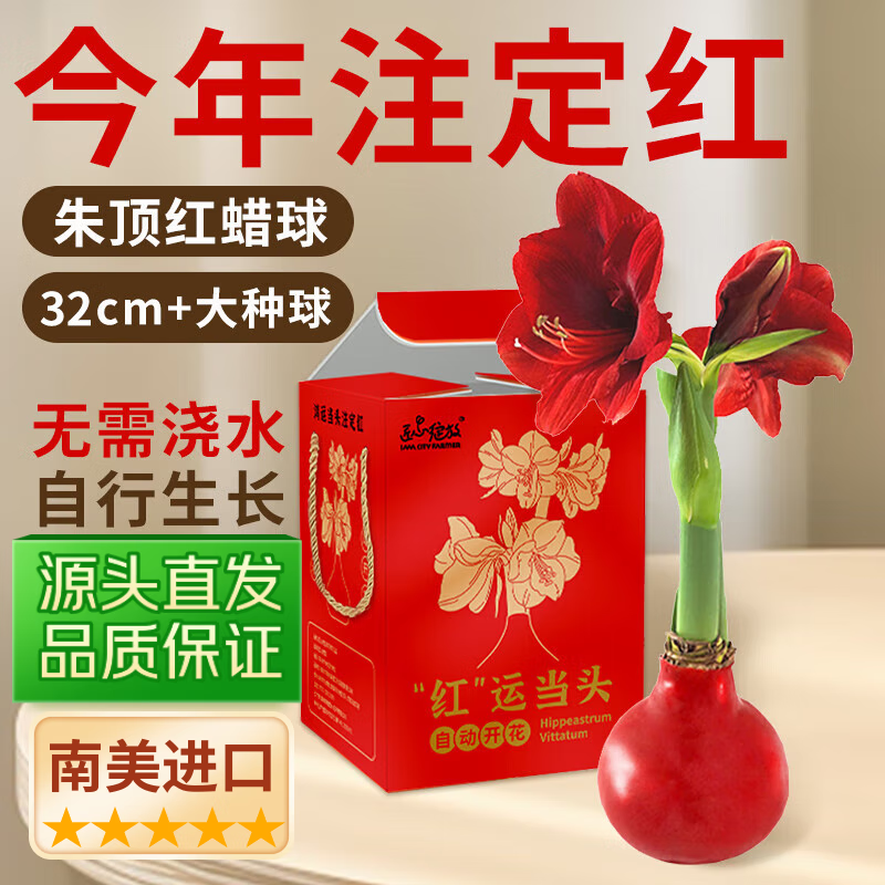 IAM City Farmer鸿运当头蜡封朱顶红礼盒装32cm+进口大种球圣诞礼物源头直发包邮