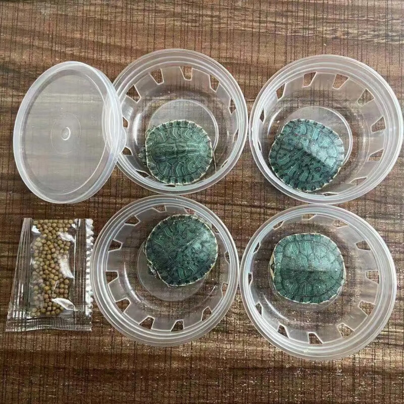 朗缤宠物龟 巴西龟活物 宠物活体乌龟 半水龟小乌龟苗 2-3厘米幼苗