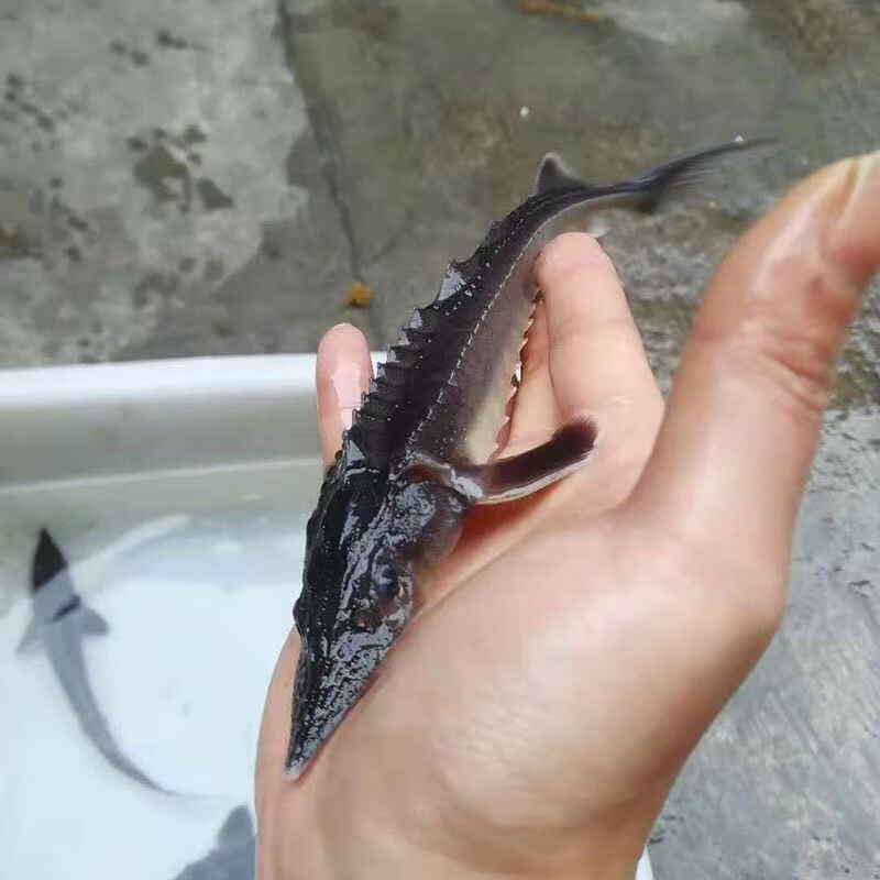 鲟鱼苗鲟龙软骨鱼尖嘴鲟鱼苗中华龙鱼苗大体型淡水冷水养殖食用鱼 鲟鱼11-13厘米90条送10条路损