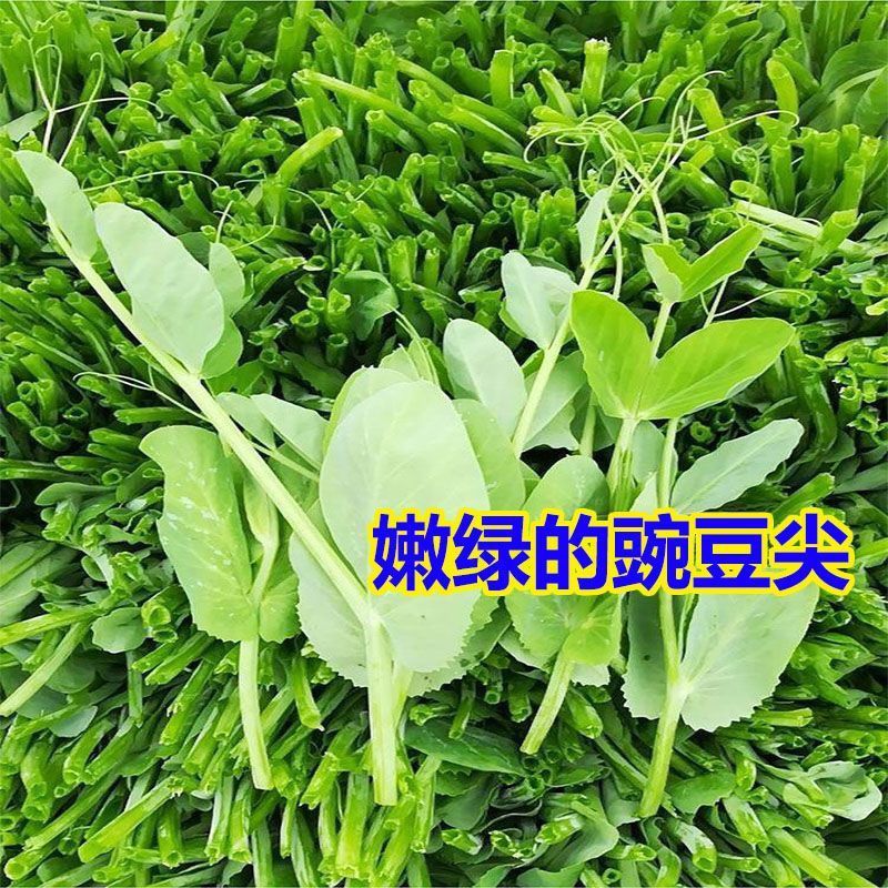 新鲜豌豆尖贵州露天高山豌豆尖龙须菜豌豆颠露天豌豆苗火锅配菜 豌豆尖叶（净重）：2斤