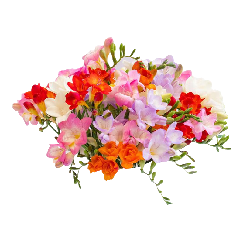 ��ѩ��С�������л� ����ֱ�� ���ɫ10֦ �������� Ů������� 9.99Ԫ