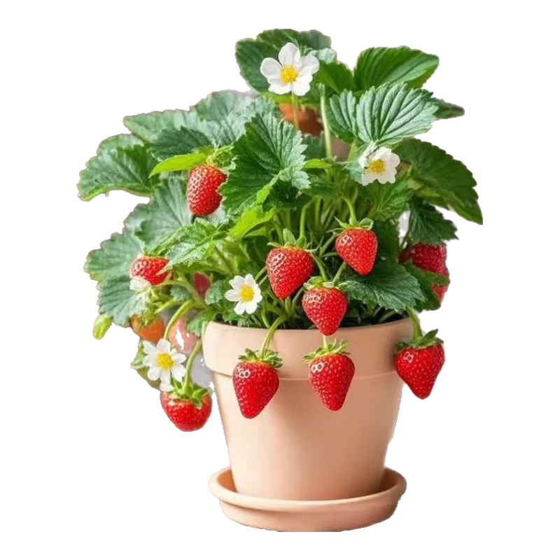 ݮֲѶѨļ͵ݮ Ͳݮ磨磩3衾ԭ衿