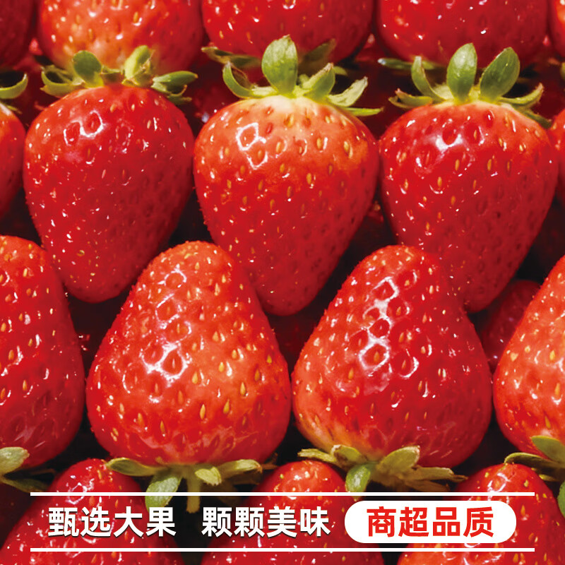大凉山露天甜草莓新鲜草莓鲜果现摘现发露天种植更健康德昌冬草莓 2斤装草莓中果：净重1.5斤（单果13g+）