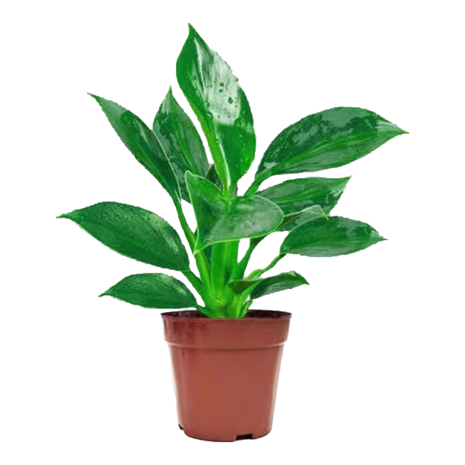 �´�Ҷ�����̹�������ֲ�����ȩ��ֲ�칫���ļ��������ڿ����ڷ� 1����� ����ԭ�� ����߶�15-20���� 2.2Ԫ