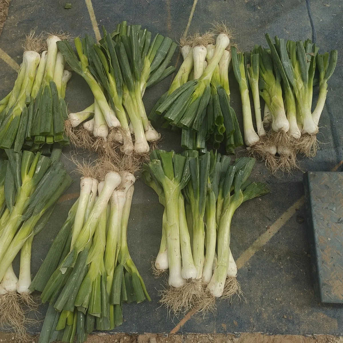 鸡腿葱新鲜大葱河北特产农家自种大头葱甜葱生吃蘸酱葱花饼好吃 5斤【这个季节有黄叶】