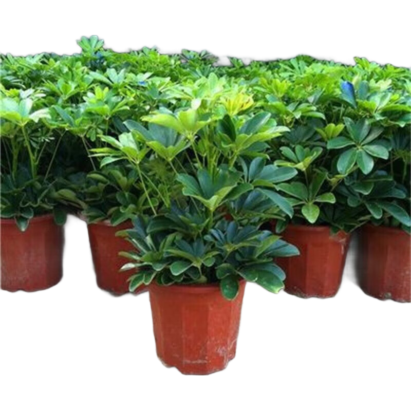 ˷ѼľԷļ࿪ҵǨֲ ˷50-60cm衿 25.9Ԫ