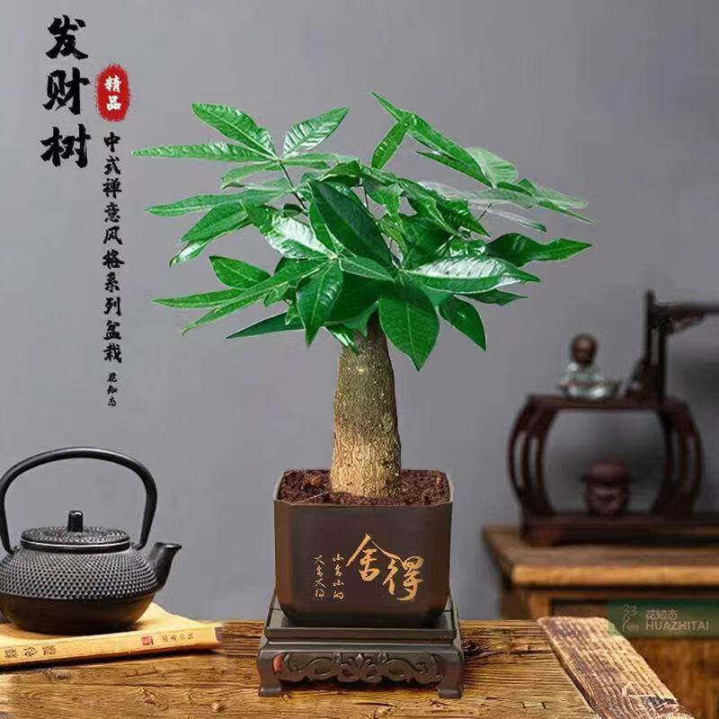 【带盆高度约15-25cm】发财树盆栽室内植物办公室吸甲醛 单杆发财树+塑料节节高升盆+小方底座 花盆直径约8cm