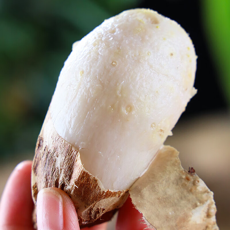 农多鲜云南小芋头新鲜现挖毛芋头香芋头应季蔬菜包邮产地直发 小芋头净重 5斤小果(乒乓球大小)