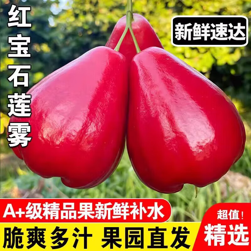 梦茜儿顺丰 海南黑金刚莲雾 新鲜5斤水果树上熟当季孕妇生鲜时令礼盒 1斤 A级中果【50-65g】红宝石莲雾 普快