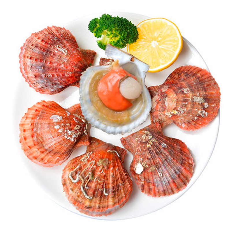 扇贝鲜活 500g 烟台本地大扇贝鲜活贝壳类海鲜生鲜贝类火锅食材