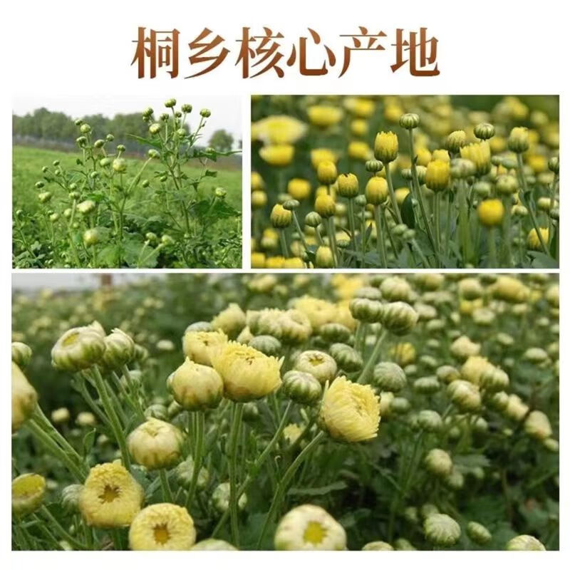 协穆正宗桐乡当季新货特级胎菊清热润燥配枸杞红枣桂圆泡水无添加养生 【个头饱满】精选胎菊王250克/2罐装